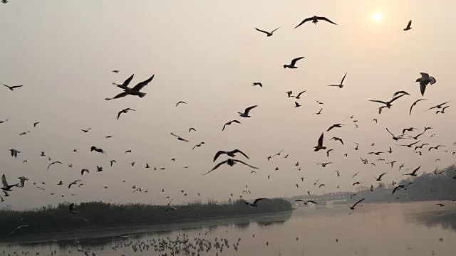 海鸥在河上飞翔视频下载