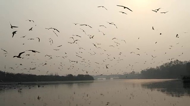 海鸥在河上飞翔视频下载