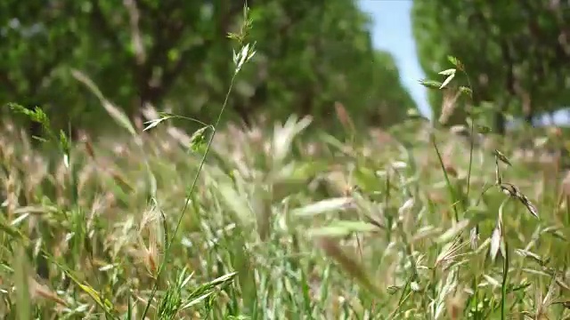 夫勒斯诺市农业视频素材