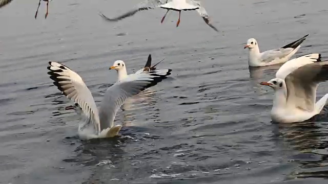 海鸥在河上飞翔视频下载