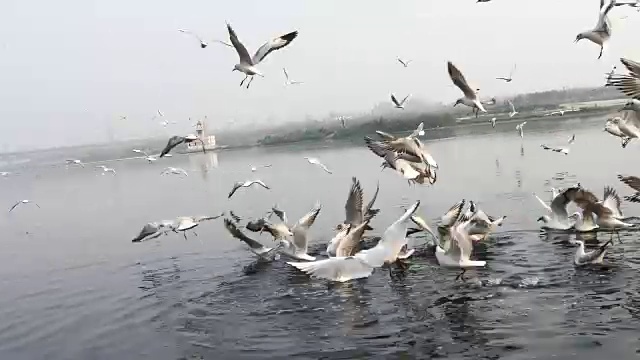 海鸥在河上飞翔视频下载