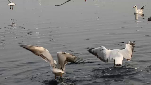 海鸥在河上飞翔视频下载