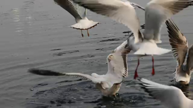 海鸥在河上飞翔视频下载