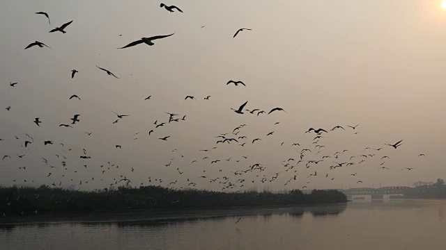 海鸥在河上飞翔视频下载