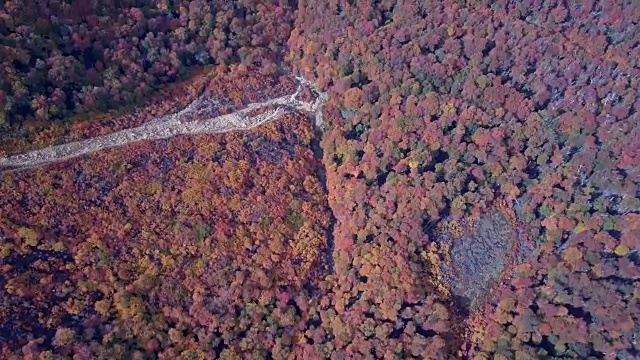 伦加山毛榉在Cerro大教堂的秋天视频下载