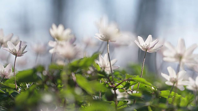 森林中的银莲花(木银莲花)。视频素材