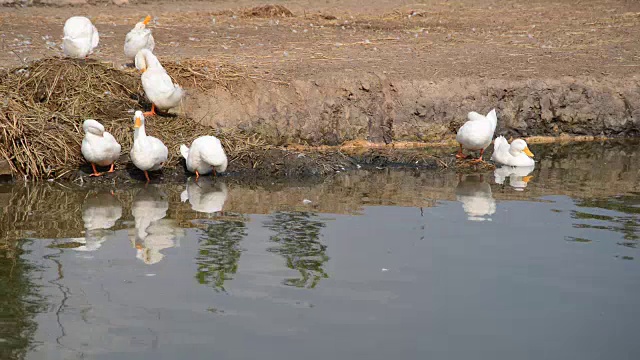 鸭视频素材