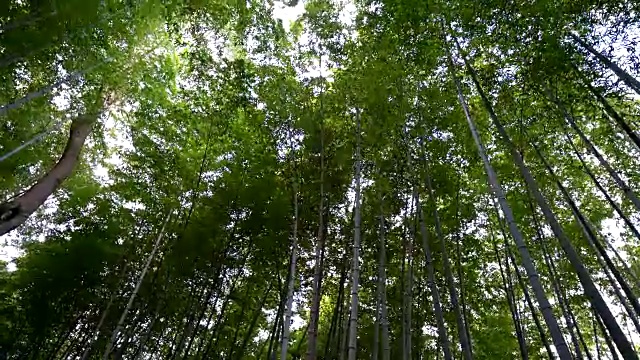 京都岚山竹林之路视频素材