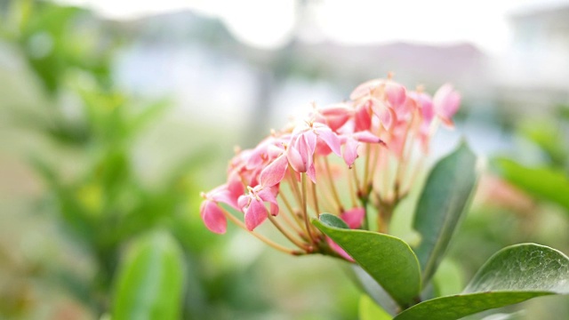 以花园里的花为抽象和背景视频素材