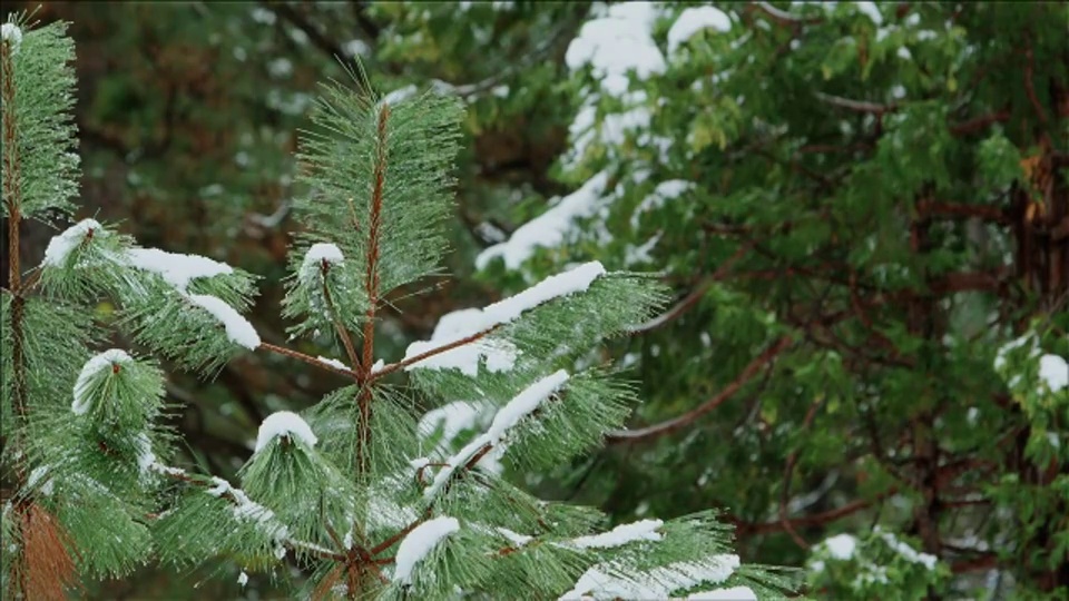 风吹散冷杉树上的雪。约塞米蒂国家公园视频素材