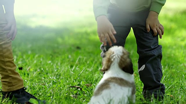 两个男孩在公园和狗玩视频下载