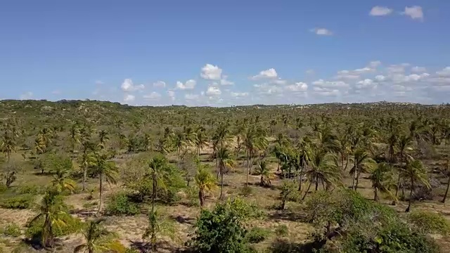 莫桑比克托佛棕榈种植园植被视频素材