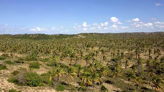 莫桑比克托佛棕榈种植园植被视频素材