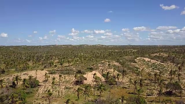 莫桑比克托佛棕榈种植园植被视频下载