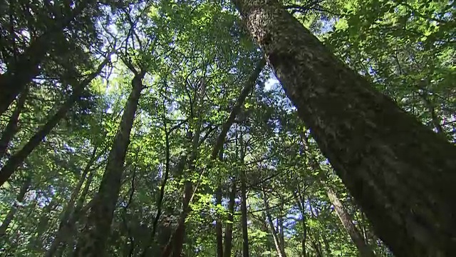 日本青木原的树木之海视频素材