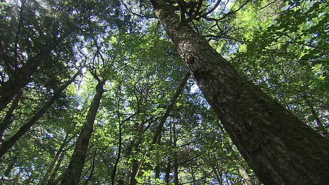 日本青木原的树木之海视频素材