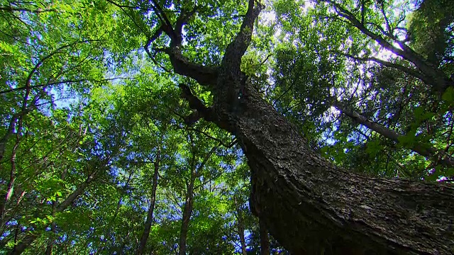 日本青木原的树木之海视频素材