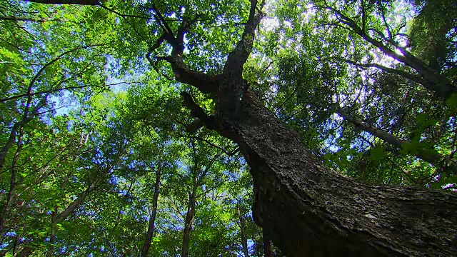 日本青木原的树木之海视频素材