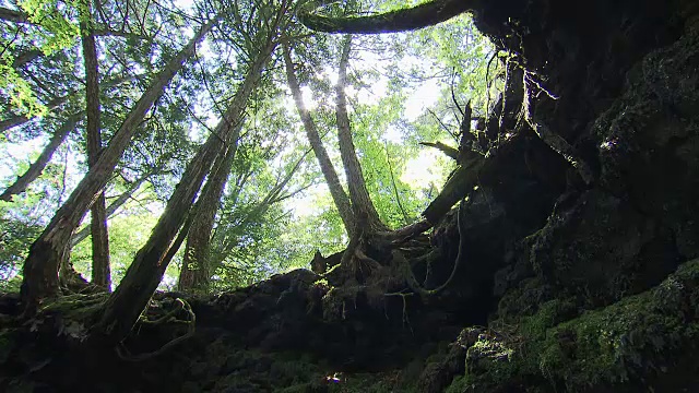 日本青木原的树木之海视频素材