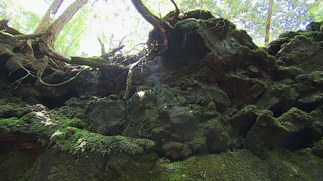 日本青木原的树木之海视频素材