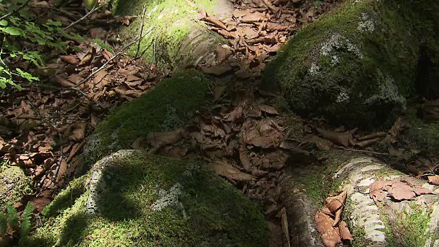 阴影在苔藓覆盖的岩石上移动视频素材