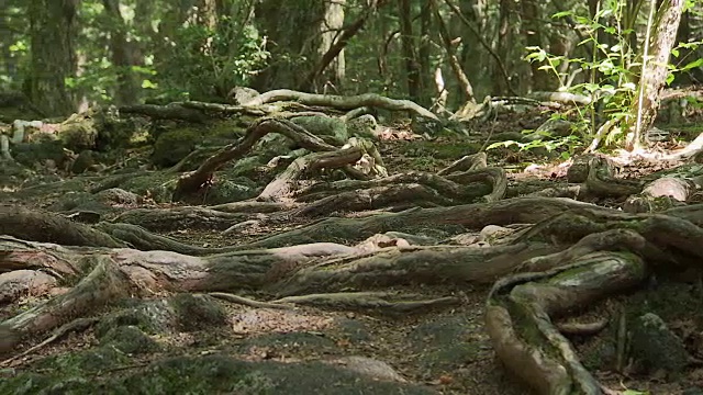 青木原的树根，日本视频素材