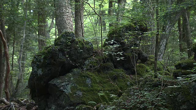 日本青木原的树木之海视频素材