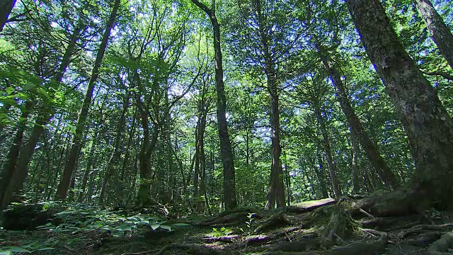 日本青木原的树木之海视频素材