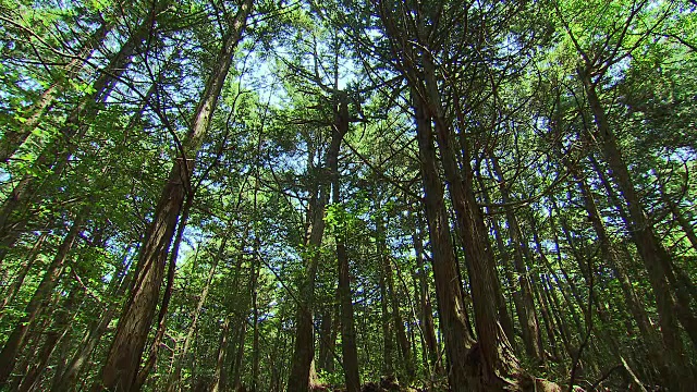 日本青木原的树木之海视频素材