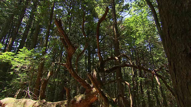 日本青木原的树木之海视频素材