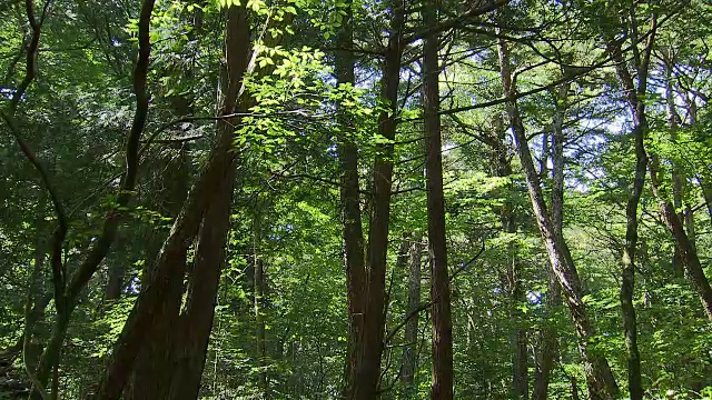 日本青木原的树木之海视频素材