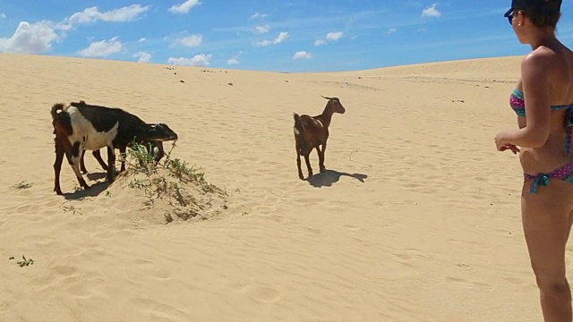 在一个阳光明媚的日子里，在天堂般的富埃特文图拉岛(Fuerteventura)的沙丘间吃草的野山羊和正在沉思的女旅行者。视频素材