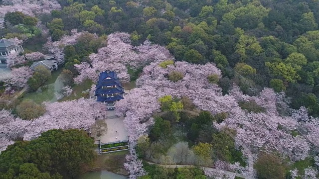 空龟头岛位于无锡市太湖樱花谷风景区视频素材