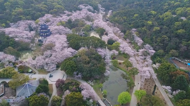 空龟头岛位于无锡市太湖樱花谷风景区视频素材