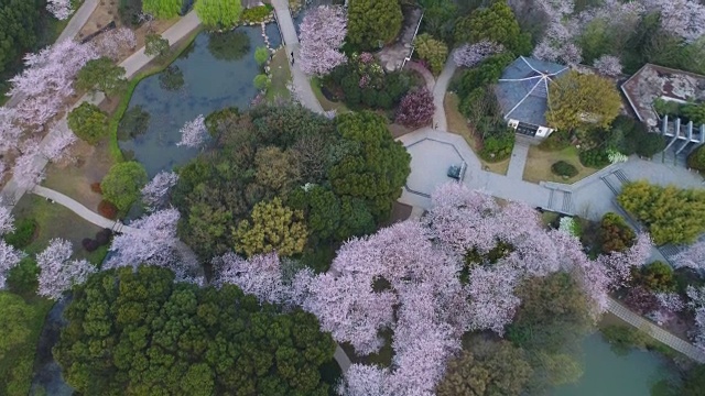 空龟头岛位于无锡市太湖樱花谷风景区视频素材