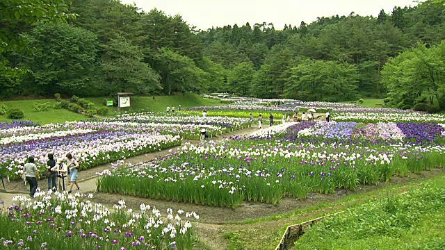 日本新泻柴田市Ijimino公园视频素材