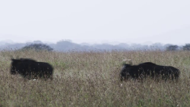 角马侧面跑过长草视频素材