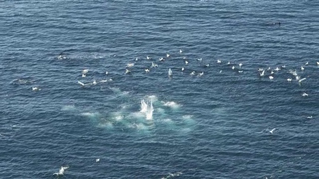 塘鹅角上空的空中MS跟踪潜水到沙丁鱼跑和海豚盘旋视频素材