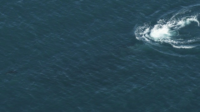 座头鲸浮上水面并吹气视频素材