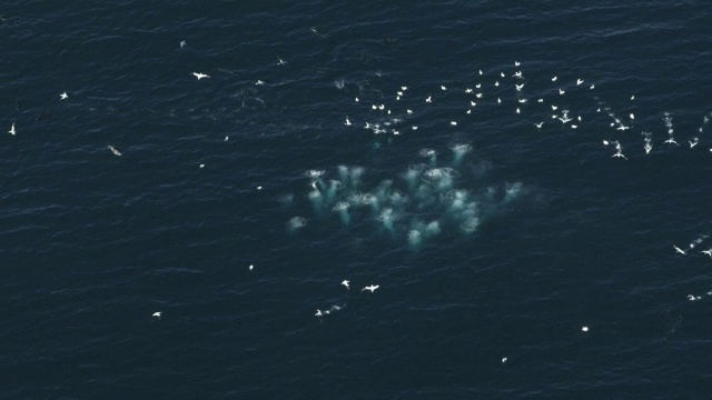 高空WS跟踪直接在塘鹅角潜水到沙丁鱼跑和海豚盘旋视频素材