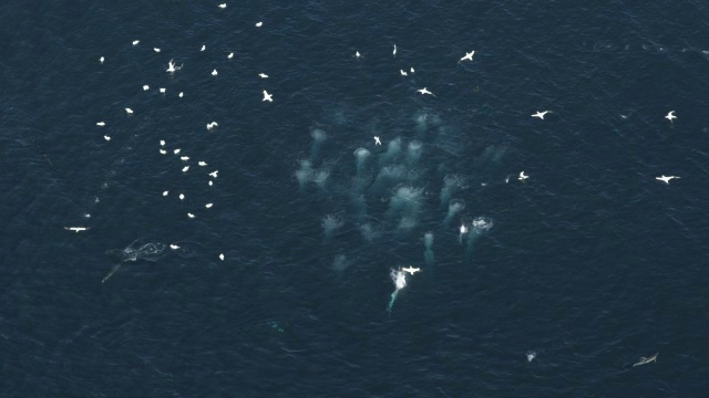 高空WS跟踪直接在塘鹅角潜水到沙丁鱼跑和海豚盘旋视频素材