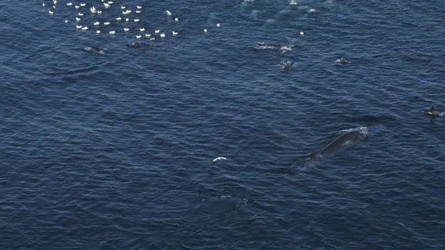 空中WS海角塘鹅潜水到沙丁鱼跑与鲸鱼经过和海豚在水面视频素材