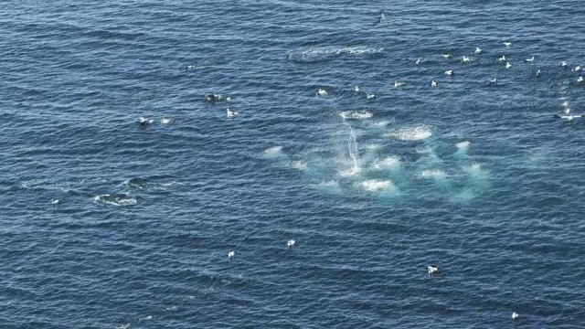 塘鹅角上空的空中跟踪潜水到沙丁鱼圈和海豚圈视频素材