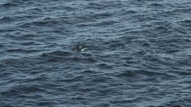 2头座头鲸一边游一边浮出水面视频素材