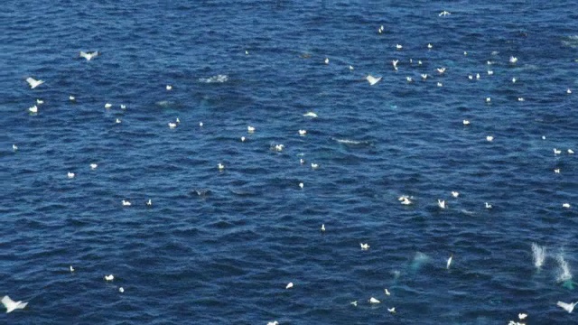 空中WS海角塘鹅群在海上和潜水沙丁鱼跑与海豚在水面视频素材