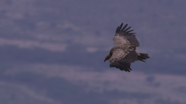 MS SLOMO PAN与Ruppells Vulture滑翔梳理和抓挠与森林草原的背景视频素材