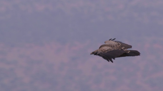 MS SLOMO PAN与Ruppells Vulture滑翔与森林草原的背景视频素材