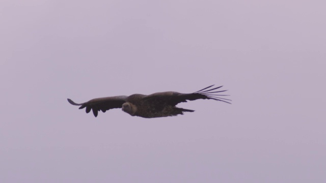 SLOMO PAN与Ruppells Vulture滑翔向相机与清晰的天空背景视频素材