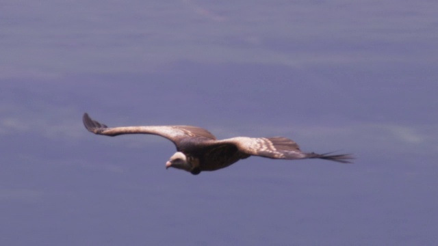 MS Ruppells Vulture滑翔向相机视频素材