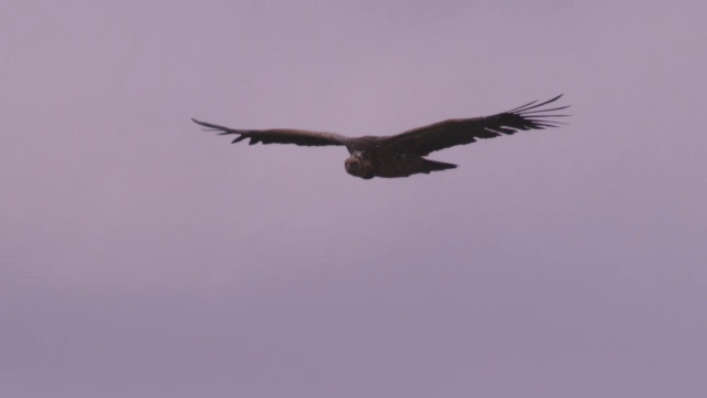 LA MS Ruppells Vulture滑向镜头，环顾四周视频素材